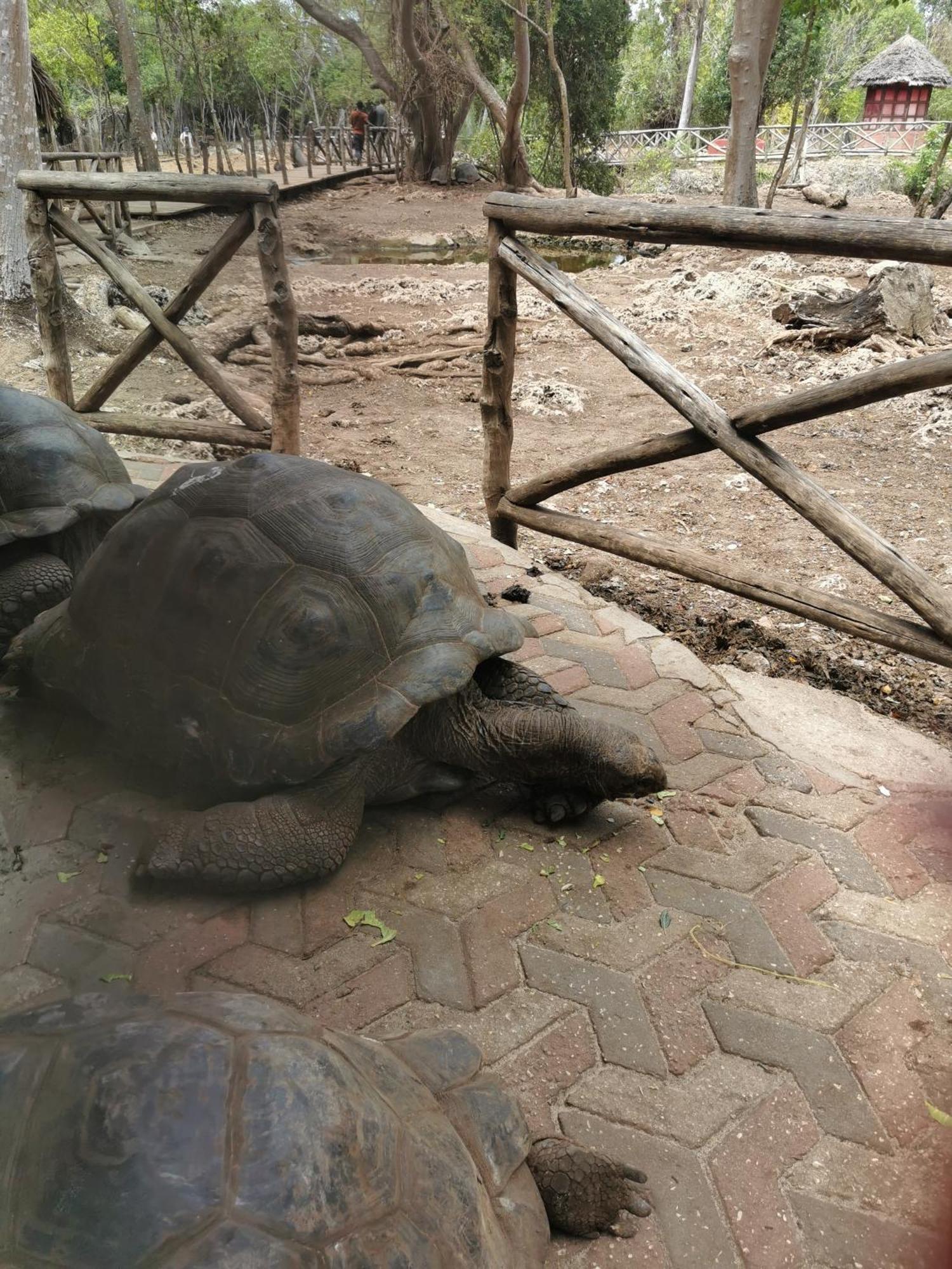 Santa Rita Lodge Kiwengwa  Ngoại thất bức ảnh